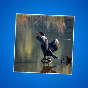 Adesivo Cormorano con ali spiegate, Adesivo per animali selvatici amanti della natura, Adesivo per borraccia idroelettrica per birdwatching, Adesivo per laptop per avventure all'aria aperta,