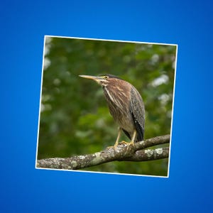 Sticker groene reiger tak, vogel dierlijke natuur buiten sticker, natuurliefhebber cadeau, cadeaus Birder, laptop bumpersticker, decor plakboek