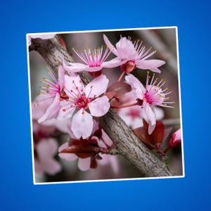 Kirschblüten Aufkleber - Floral Kiss-Cut Aufkleber, Sakura Aufkleber, Japanische Kirschblüte Laptop Aufkleber, rosa Blume Vinyl Aufkleber, niedlich
