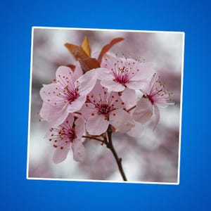 Kirschblüten Aufkleber - Floral Kiss-Cut Aufkleber, Sakura Aufkleber, Japanische Kirschblüte Laptop Aufkleber, rosa Blume Vinyl Aufkleber, niedlich