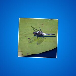 Dragonfly Sitting on a Lilypad Sticker - Nature Lover Decal, Outdoor Enthusiast Decoration, Cute Insect  Art, Garden Art, Gardener Gifts