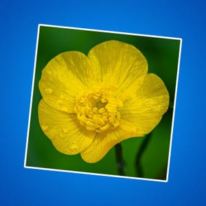 Butterblume Blumenaufkleber, Butterblume, Blumenaufkleber, botanische Aufkleber, Natur inspiriert Geschenk, Geschenk für Gärtner, Gartenzubehör