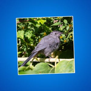 Catbird-stickers, kattenvogelstickers, zangvogelstickers, natuurfoto's, natuurfoto's, dieren voor kinderen, vogelfoto's, cadeaus voor vogelaars