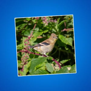 Stickers distelvink, sticker goudvink, gele en zwarte vogels, dieren in het wild en natuurfoto's, dierenstickers voor kinderen, zangvogels, buitenshuis