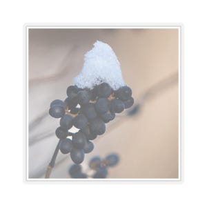 Winterbessen met sneeuwsticker, besneeuwde bessen, winterbessen, buitentaferelen, besneeuwde natuur, winterfoto's, ijzige stickers, ijzige bessen
