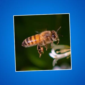 Sticker vliegende honingbij, sticker zonnebloem, cadeau natuurliefhebber, laptopsticker, decor schattige bij, planner sticker insecten en insecten