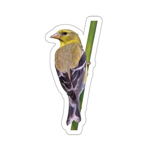 Sticker distelvink, gele en zwarte vogelsticker, vinken houden van zonnebloemen, fotostickers wilde dieren en natuur, vogels