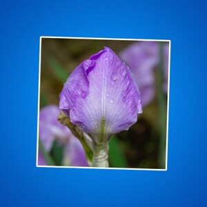 Rosa Iris Blume Kiss-Cut Aufkleber, Blumenaufkleber, Botanischer Aufkleber, Natur inspiriert Geschenk, Geschenke für Gärtner, Garten Journal Zubehör