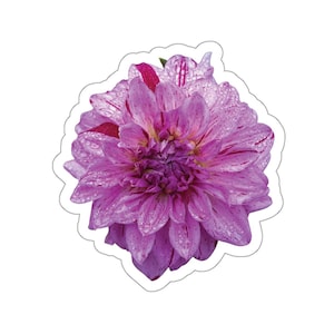 Roze dahliasticker, roze bloemen, regenachtige dagbloem, natte roze dahlia, mooie roze bloemsticker, foto bloementuin, bedauwde bloemen, natuur