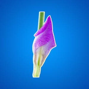Rosa Iris Blume Kiss-Cut Aufkleber, Blumenaufkleber, Botanischer Aufkleber, Natur inspiriert Geschenk, Geschenke für Gärtner, Garten Journal Zubehör