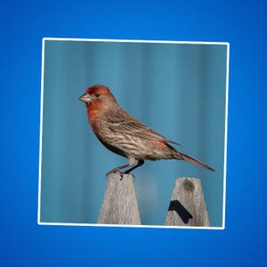 Huisvinkstickers, huisvinksticker, vink zittend op een hek, vinken, vogelstickers, natuurfoto's, natuurfoto's, gele vogels