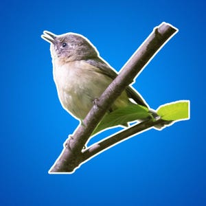 Sticker fauvette des saules - cadeau pour amoureux de la nature, sticker pour ornithologue amateur, décoration pour amateur de faune sauvage, vinyle d'aventure en plein air, amateur d'oiseaux