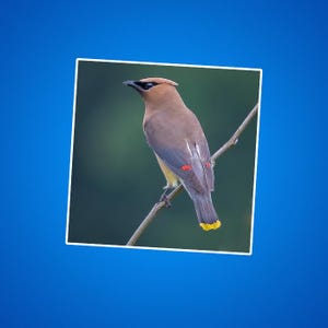 Sticker Cedar Pestvogels, cadeau vogelliefhebber, buitenliefhebber, op de natuur geïnspireerde sticker, Wildlife laptop sticker, sticker Botanical Journal