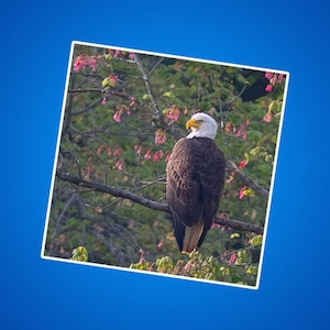 Pegatinas de águila calva americana, águila calva posada en una pegatina de rama, aves rapaces, rapaces, fotos de vida silvestre, naturaleza y aves, garras de águila