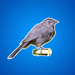 Catbird-stickers, kattenvogelstickers, zangvogelstickers, natuurfoto's, natuurfoto's, dieren voor kinderen, vogelfoto's, cadeaus voor vogelaars