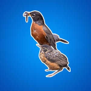 Adesivi fustellati Robin e Baby Worm, confezione di adesivi per amanti degli uccelli, decalcomanie per la fauna selvatica, arte ispirata alla natura, regalo per mamma e bambino animale