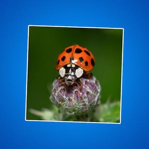 Adesivo coccinella, adesivo insetto, adesivo natura, adesivo insetto carino, adesivo coccinella rossa - adesivi fustellati