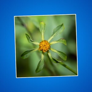 Des Teufels Bettler Aufkleber, Blumenaufkleber, Naturaufkleber, lila Stengelaugeaufkleber, Pflanzenaufkleber