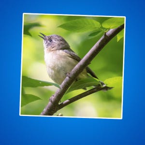 Sticker fauvette des saules - cadeau pour amoureux de la nature, sticker pour ornithologue amateur, décoration pour amateur de faune sauvage, vinyle d'aventure en plein air, amateur d'oiseaux