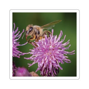 Bij op klaver, honingbij, honingbijsticker, bijsticker, close-up honingbij, bestuivers, bijen, dieren in het wild, natuur, stickers, decoraties,