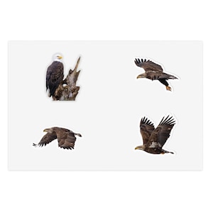 Bald Eagle sticker pack, four bald eagle stickers, 4 eagle stickers, juvenile and adult bald eagles, die-cut stickers, birds, wildlife