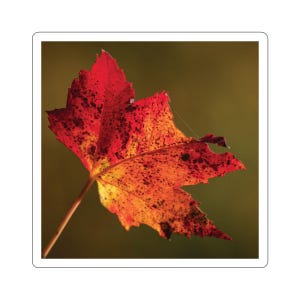 Ahornblatt Aufkleber, Herbstlaub Aufkleber, Herbst Ahornblatt, Herbst und Herbstfarben, Zuckerahorn, Outdoor-Landschaft, Naturfotografie