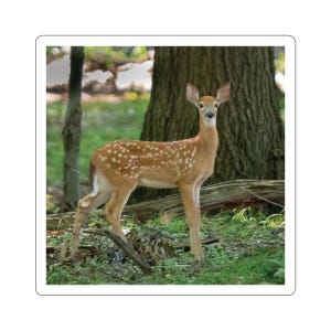 Fawn sticker, white-tailed deer sticker, deer sticker, deer, baby deer sticker, wildlife, sticker, nature sticker, cute baby, fawn sticker