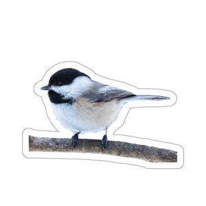 Pegatina Chickadee de gorra negra, pequeñas pegatinas de pájaros, pegatinas de vida silvestre, pegatinas de naturaleza, aves del norte, fotografía al aire libre, aves de invierno