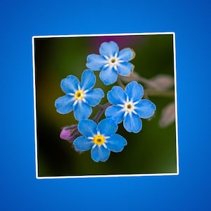 Sticker fleurs myosotis bleu - Sticker floral mignon pour ordinateurs portables, scrapbooking, Bullet Journals et bouteilles d'eau, Sticker Kiss-Cut