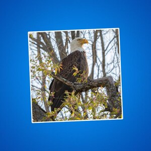 Etiqueta engomada del águila calva, águila calva en una rama, águila posada, foto de vida silvestre, águila en la naturaleza, fotos de la naturaleza, águilas, americano, patriótico