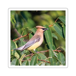 Cedar Waxwing-stickers, waxwing-stickers, vogelstickers, prachtige vogels, natuurfotosticker, natuurfotosticker, vogels, dieren