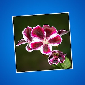 Geraniumsticker, bloemensticker, paarse en witte bloem, plantenliefhebber cadeau, tuindecoratie, op de natuur geïnspireerd label, botanische laptop