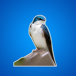 Adesivi rondini, adesivi rondini, rondine seduta su una staccionata, adesivi uccelli, foto animali selvatici, foto natura, uccelli gialli