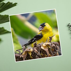 Sticker distelvink die zonnebloemzaad eet, sticker gele en zwarte vogel, vinken houden van zonnebloemen, fotostickers wilde dieren en natuur, vogels