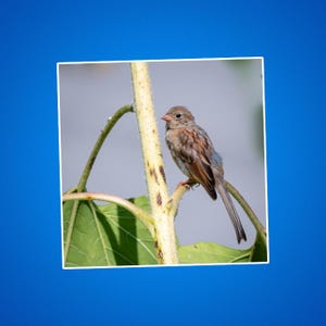 Stickers mus op zonnebloem, cadeau vogelliefhebber, op de natuur geïnspireerde stickers, schattige vogeldecoratie, vogels voor vogelaars