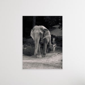 Best Friends: Elephant and Caretaker Photo from Thai Elephant Conservation Center