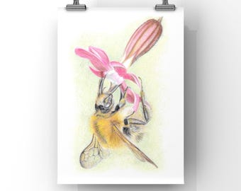 Bumblebee on Flower Art Print: UK Wildlife Drawing (A4)