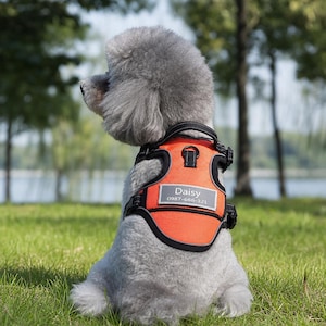以下が含まれることがあります： オレンジと黒のハーネスをつけたグレーの犬。ハーネスには「Daisy」という名前と電話番号が記載されています。犬は、木と水のぼやけた背景の前で、緑の草の上に座っています。