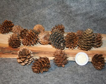 pigne di larice da 50g