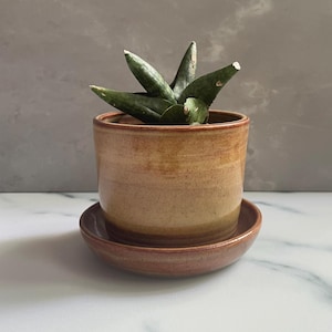 May include: A small, ceramic planter with a succulent plant. The planter is a warm, earthy brown colour with a matching saucer. The succulent has dark green, pointed leaves. The pot is approximately 10 cm in diameter.