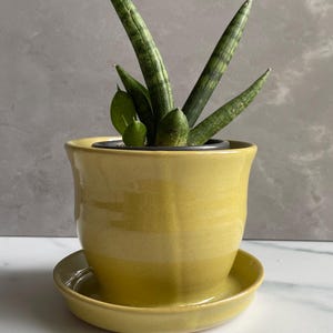 May include: A glossy yellow ceramic plant pot with a matching saucer, featuring a slightly flared rim and a rounded body. Inside the pot sits a small Sansevieria plant with upright, cylindrical, dark green leaves with lighter green horizontal stripes.
