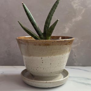 May include: A potted plant with long, green, cylindrical leaves. The plant is in a ceramic pot with a speckled, two-tone design in shades of brown and cream. The pot sits on a matching saucer, creating a minimalist, natural aesthetic.