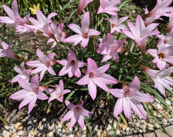 Pink rain lillies, White rain lillies, Yellow rain lillies, Lillies , flowers, plants, garden, bulbs, Seeds, outdoor plants, flower bulbs
