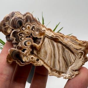 Wonderful,Rare PETRIFIED Calcite,Double sides Polished Calcite,Raw Calcite,From Morocco,calcite specimen,Wood Calcite,Polished Calcite slice