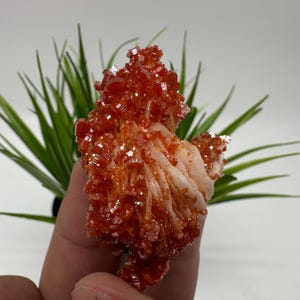 Rode vanadiniet op BARITE uit Marokko, kristal, mineraal, monster, cluster, vanadinietkristal, vanadiniet, geologie, vanadinietcluster, vanadiniet