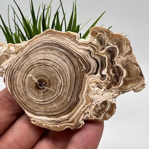 Wonderful,Rare PETRIFIED Calcite,Double sides Polished Calcite,Raw Calcite,From Morocco,calcite specimen,Wood Calcite,Polished Calcite slice