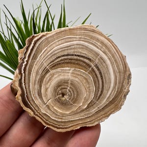 Wonderful,Rare PETRIFIED Calcite,Double sides Polished Calcite,Raw Calcite,From Morocco,calcite specimen,Wood Calcite,Polished Calcite slice
