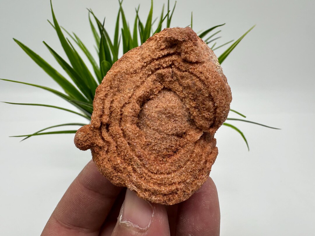 Moroccan Stromatolite Fossil Specimen: Raw Algae Stone for Grounding - Etsy