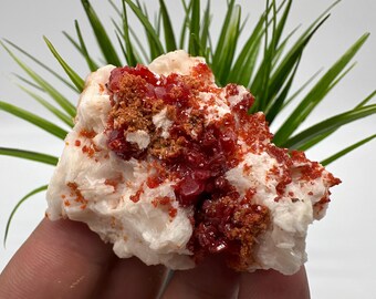Red Vanadinite on Matrix from Morocco,Crystal, Mineral,Specimen,Cluster,Vanadinite Crystal, Vanadinite ,Geology,Vanadinite Cluster,Vanadinit