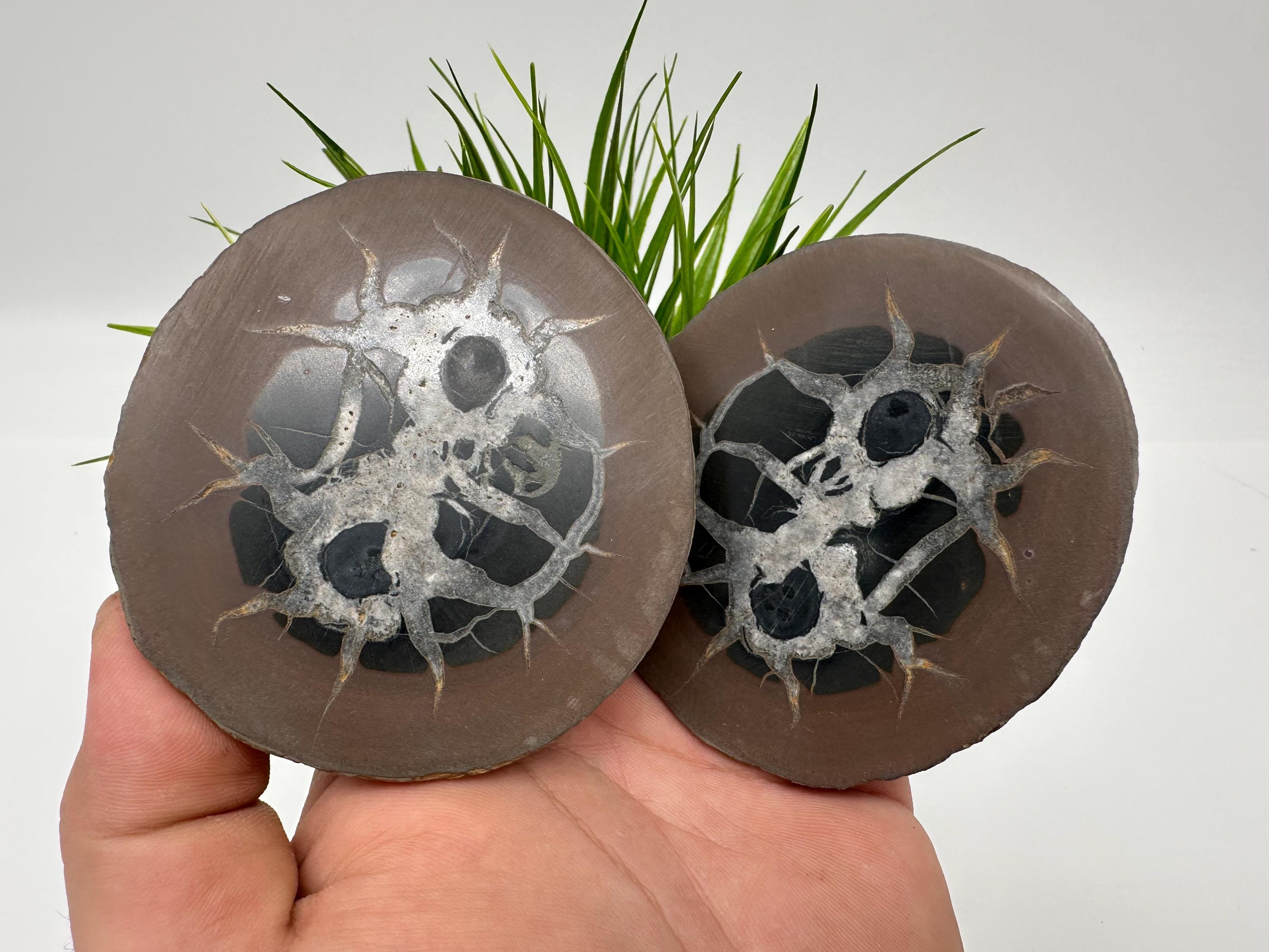 Septarian Nodule Geode Pair: Dragon Stone Healing Crystals - Etsy